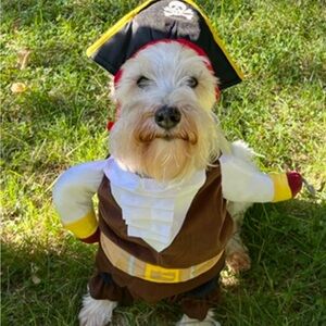 Dog costume Pirate size large